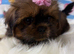 ADORABLE SHORKIE PUPPIES
