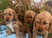 Cockapoo puppies
