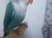 Beautiful baby lovebird