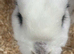 Rabbits