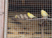 2026 unsexed Border Canaries
