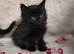 1 Boy Maine Coon Cross Kittens READY TO LEAVE