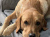 Proven KC Reg Labrador Retriever for Stud