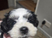 RARE PARTI YORKSHIRE TERRIER GILR