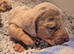 Dachshund puppies
