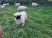 Swiss Valais Black Nose ram for sale or loan.