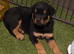 Rottweiler pup