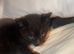 5 week old kittens looking for their forever home!!!