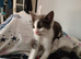 Kitten for sale Antrim
