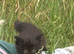 Maincoon cross ragdoll