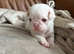 Stunning Pink Pug Puppies Available