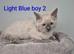 RAGDOLL KITTEN