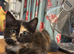 A beautiful tortoise shell little girl kitten