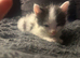 Domestic black and white kittens
