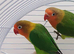 Fischer lovebirds with starter food for sale