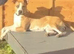 Collie bull greyhound