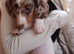 Available now one boys and two girls left,beautiful little dachshund puppies