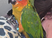 Beautiful hand reared sun conures