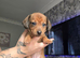 Minature dachshund