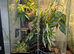 Mourning geckos, with enclosure
