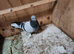 Iranian pigeons