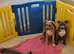 American Staffordshire terrier. Ready to leave.