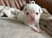Stunning Pink Pug Puppies Available