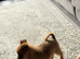 Fox face Pomeranian for sale