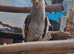 2x cockatiel chicks ready now &pound;90 each