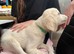 3 purebred golden retriever puppies available