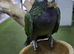 Maximilian Pionus babies available,2