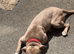 Staffy for sale