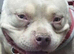 Micro bully