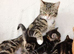 2 Tabby Kittens Ready Now