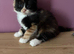 2 Kittens left