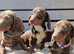 Dachshund