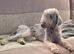 2 year old bedlington terrier