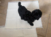 Miniature Labradoodle