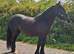 Stunning Dales gelding