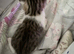 Kittes