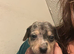BIDEFORD DEVON miniture dachshund