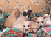 4 Beautiful Mixed Breed Puppies For Sale