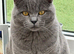 British Shorthair Kittens