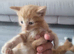 Fluffy siberian kittens