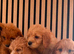 Adorable puppies