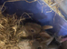 Two female mini Rex is