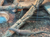 Kimberley Rock Monitor for sale
