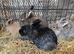 Mini lion head rabbits for sale