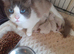 Ragdoll kitten