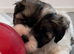 Two Adorable Shihpoo puppies